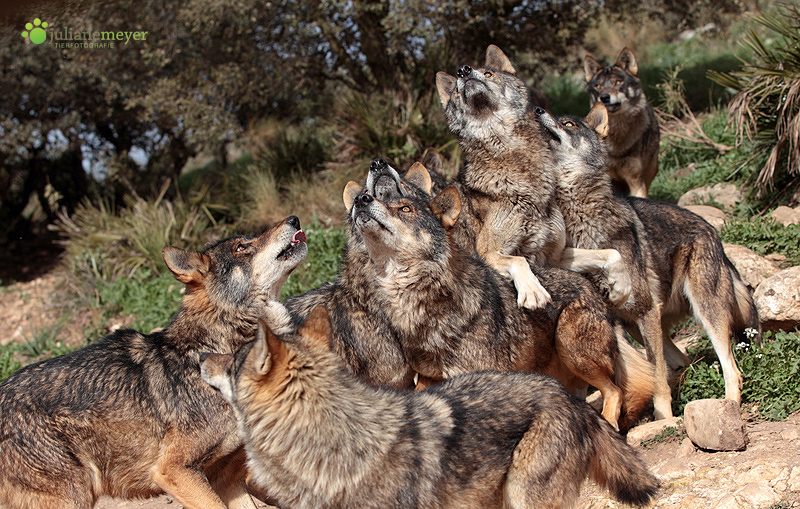 Wolfsballet