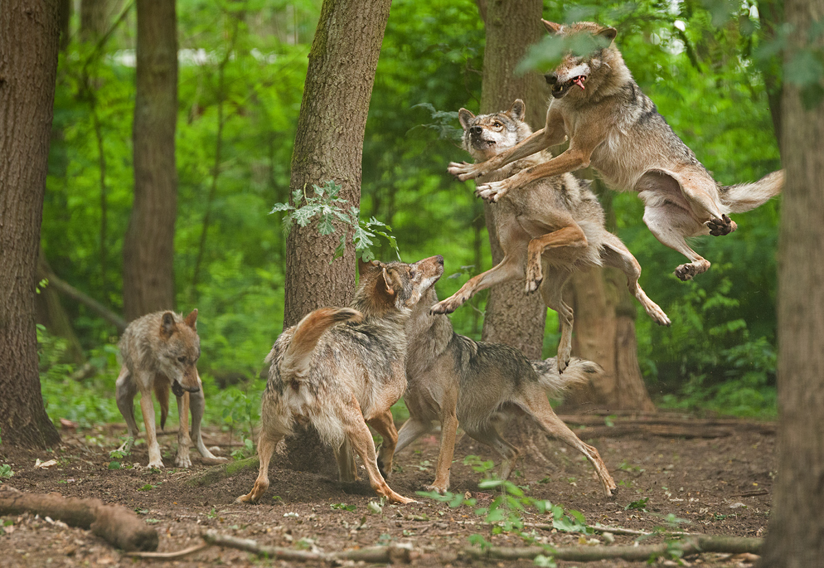 Wolfsballett