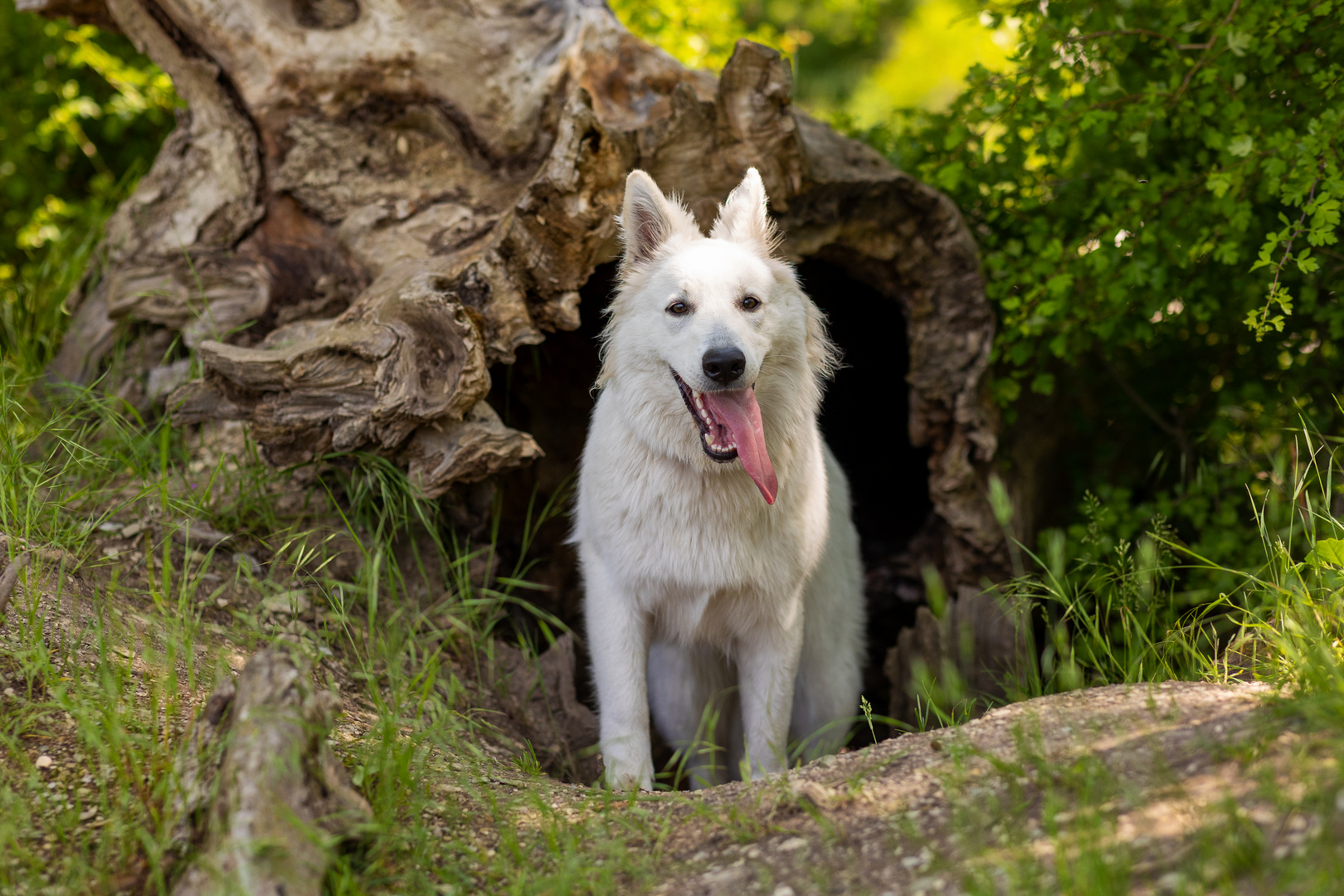 Wolfsbau