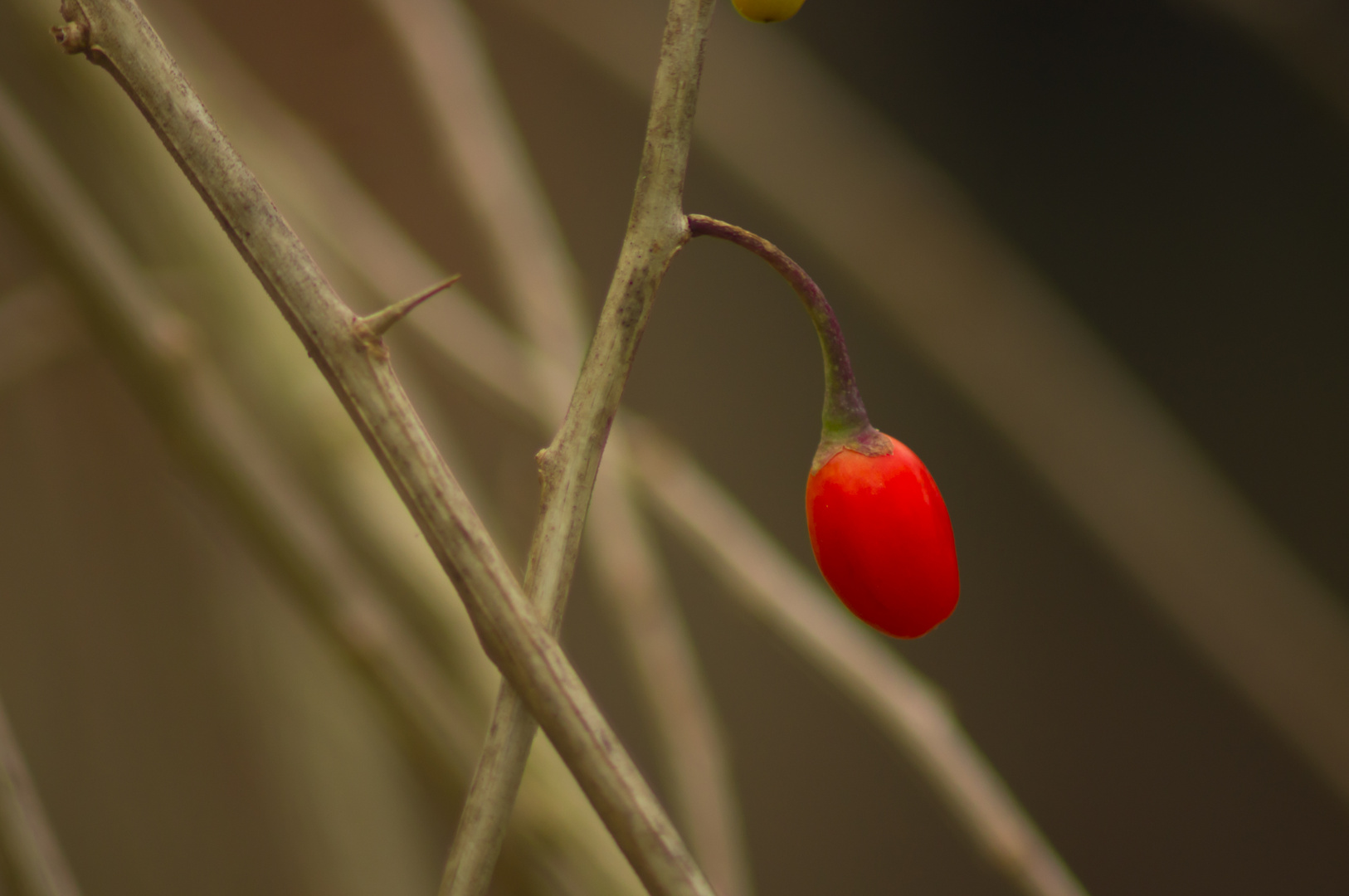 Wolfsbeere - Goji