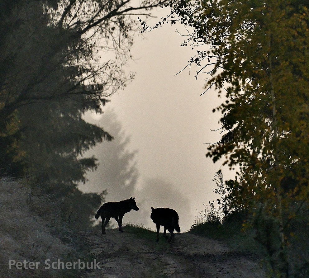 Wolfsbegegnung...