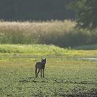 Wolfsbegegnung 