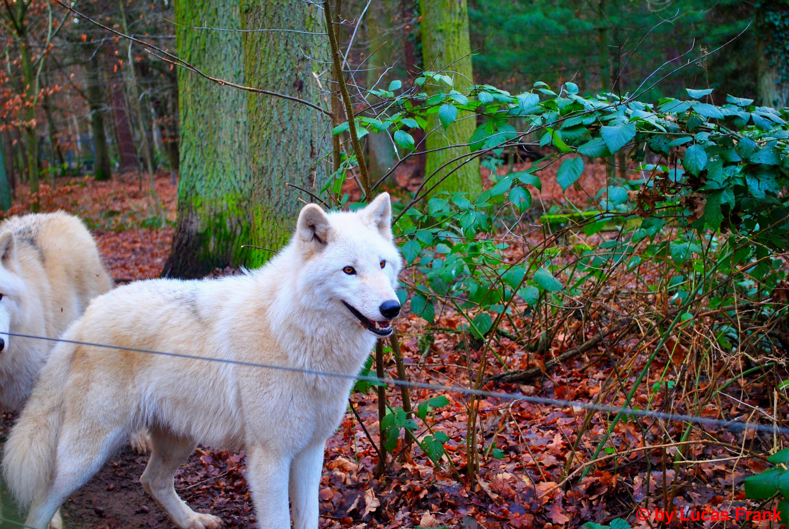 Wolfsblick