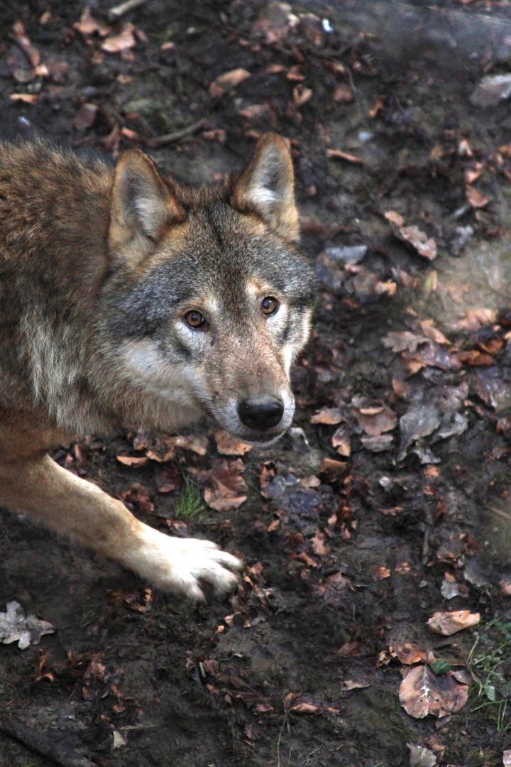 Wolfsblick