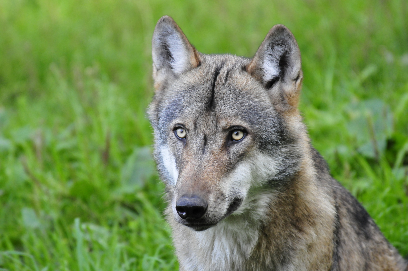 Wolfsblick