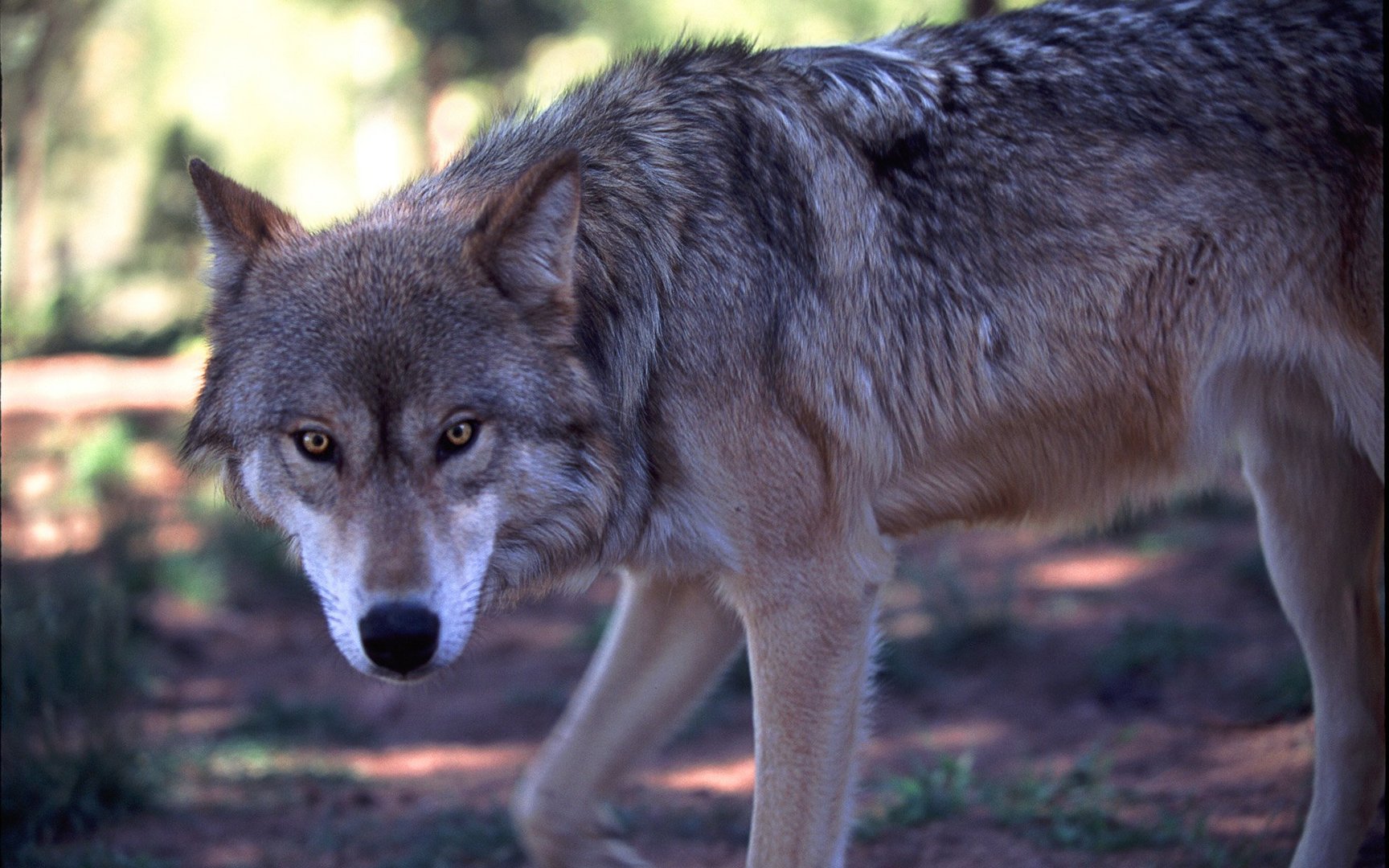 Wolfsblick