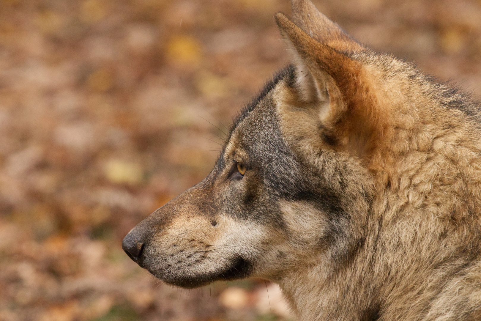 Wolfsblick