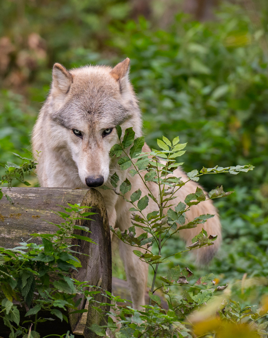 Wolfsblicke