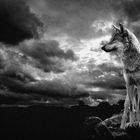 Wolfsblut