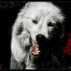 Wolfsblut