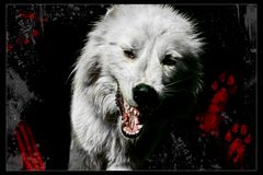 Wolfsblut