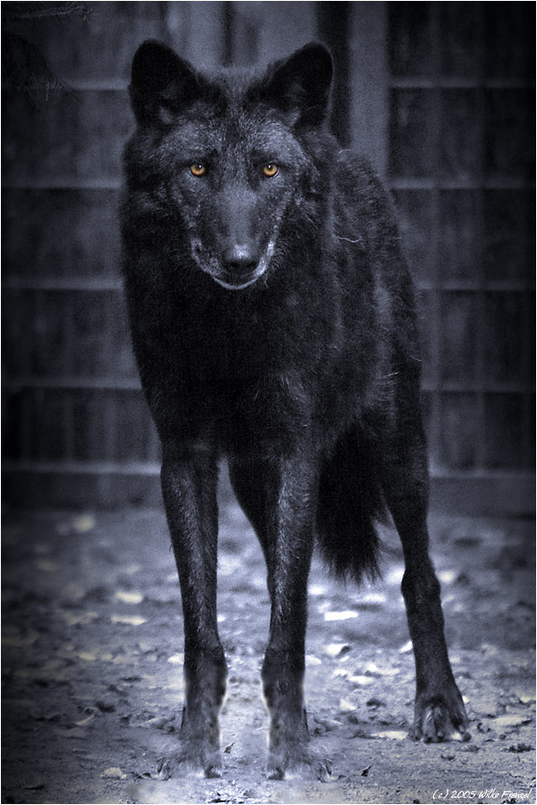 Wolfsblut