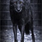 Wolfsblut