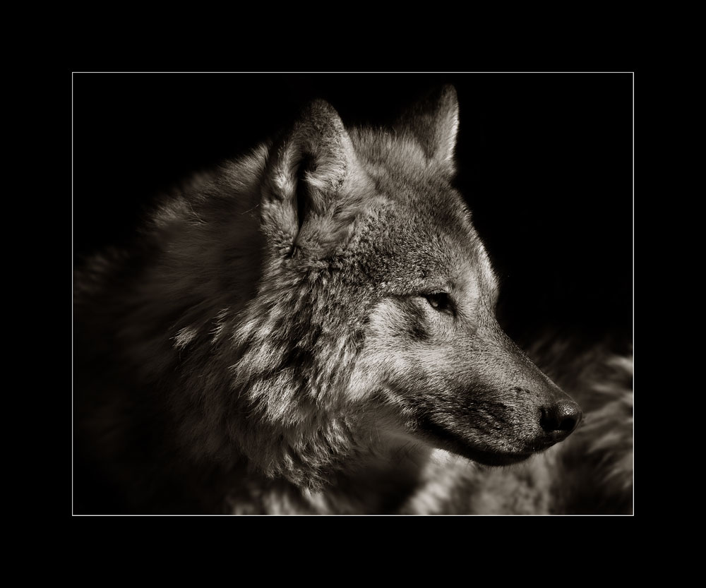 Wolfsblut