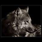 Wolfsblut