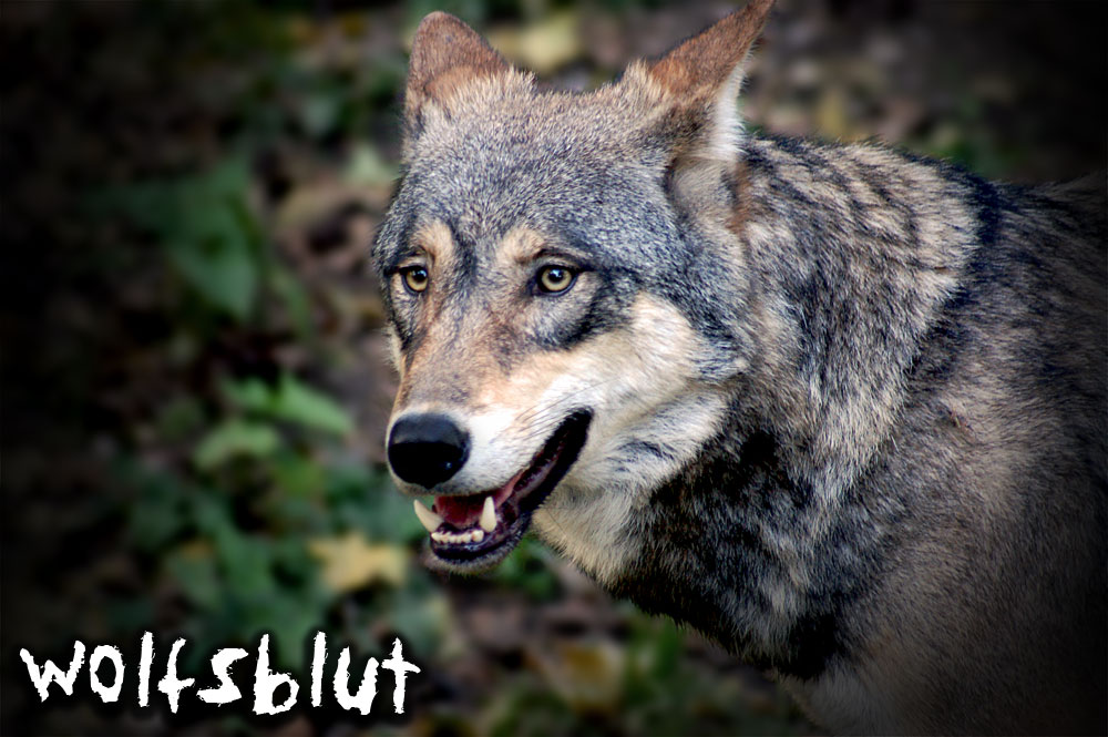 Wolfsblut