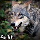 Wolfsblut