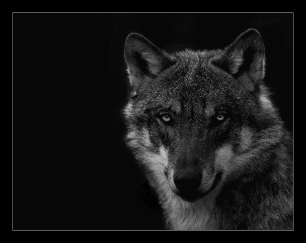 Wolfsblut