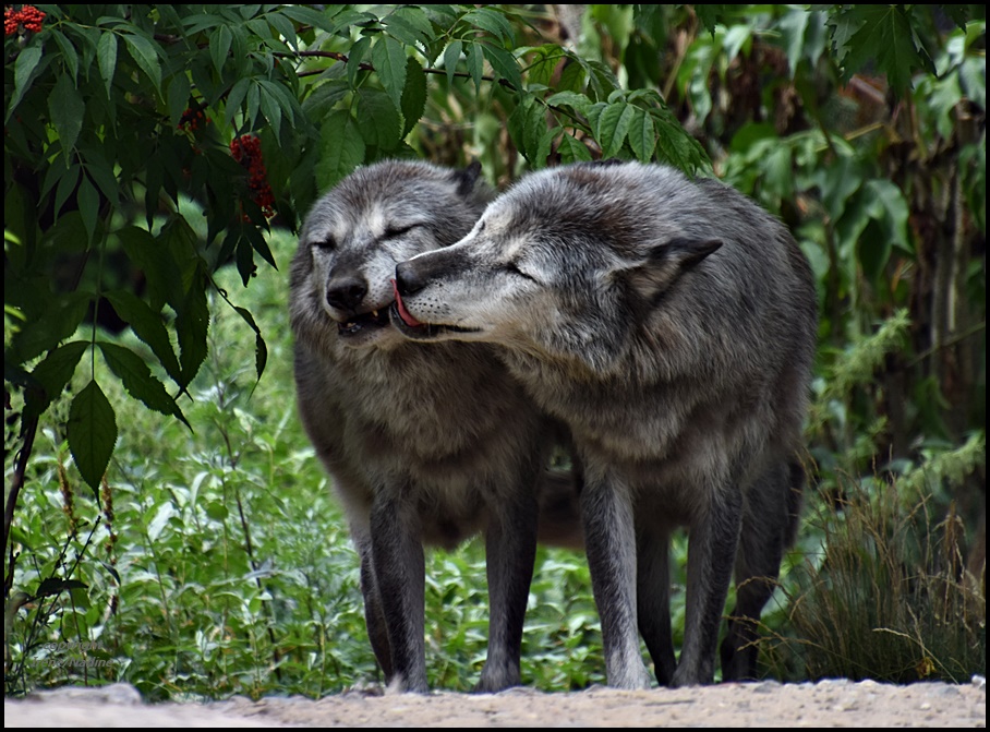 * Wolfsbrüder *