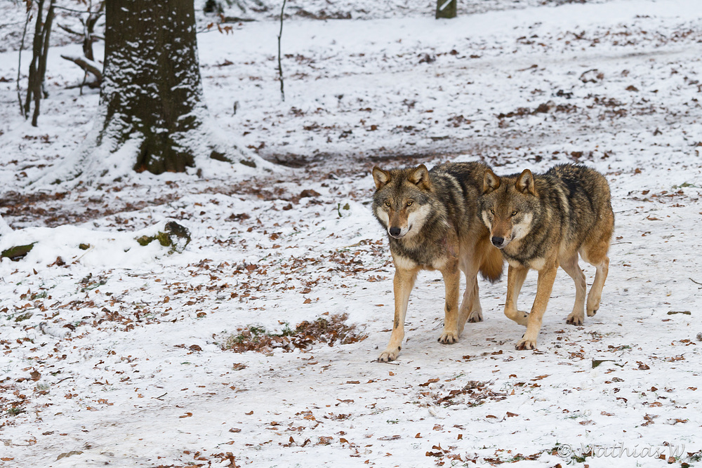 Wolfsbrüder