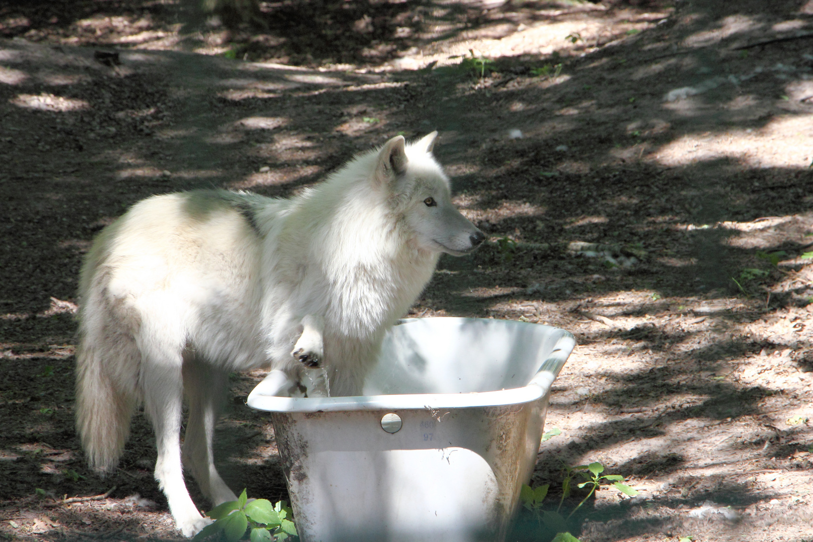 Wolfscenter Dörverden