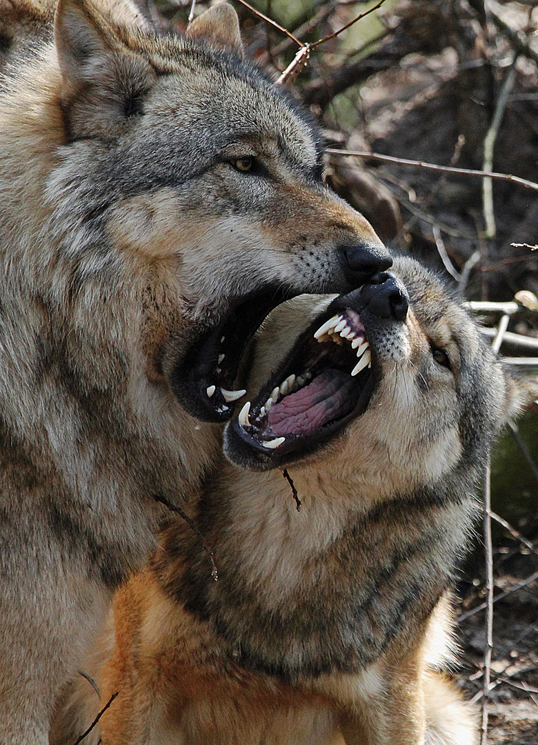 Wolfscenter Dörverden