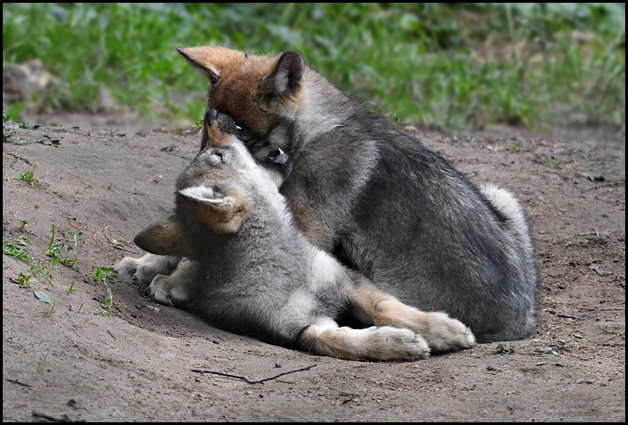 Wolfschwestern ...VORSICHT bissig !!!