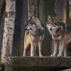 Wolfsduo