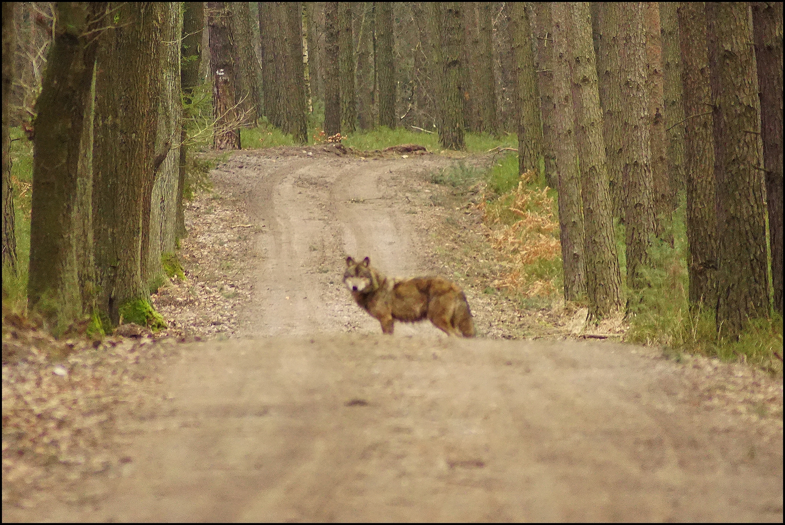 Wolfsfähe