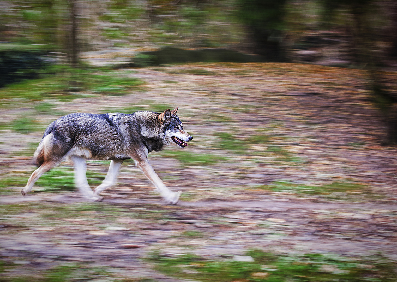 Wolfsfährte