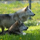 Wolfsfamilie