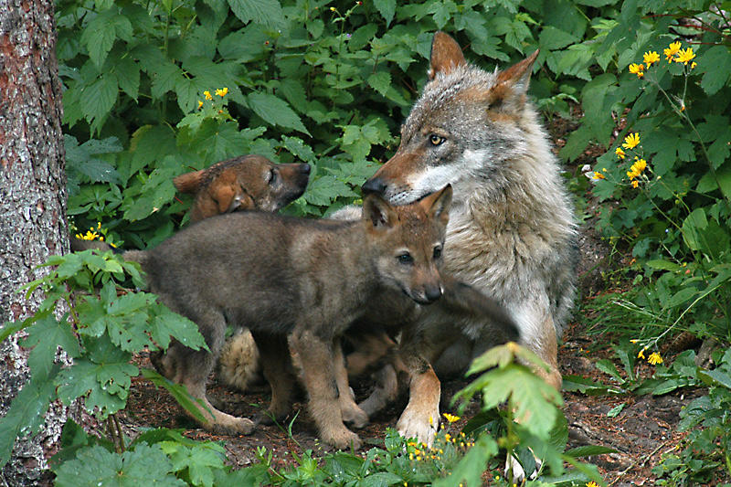 Wolfsfamilie im Juraparc