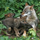 Wolfsfamilie im Juraparc