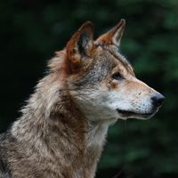 Wolfsfan