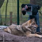 Wolfsfotografie...