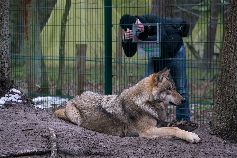 Wolfsfotografie...