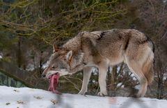 Wolfsfrühstück....