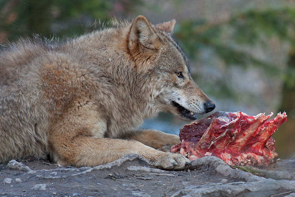 Wolfsfütterung