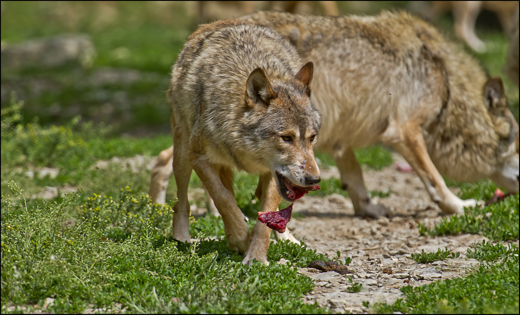 ~ Wolfsfütterung ~