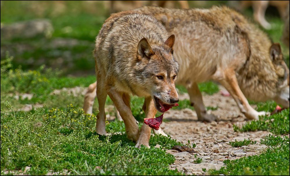 ~ Wolfsfütterung ~