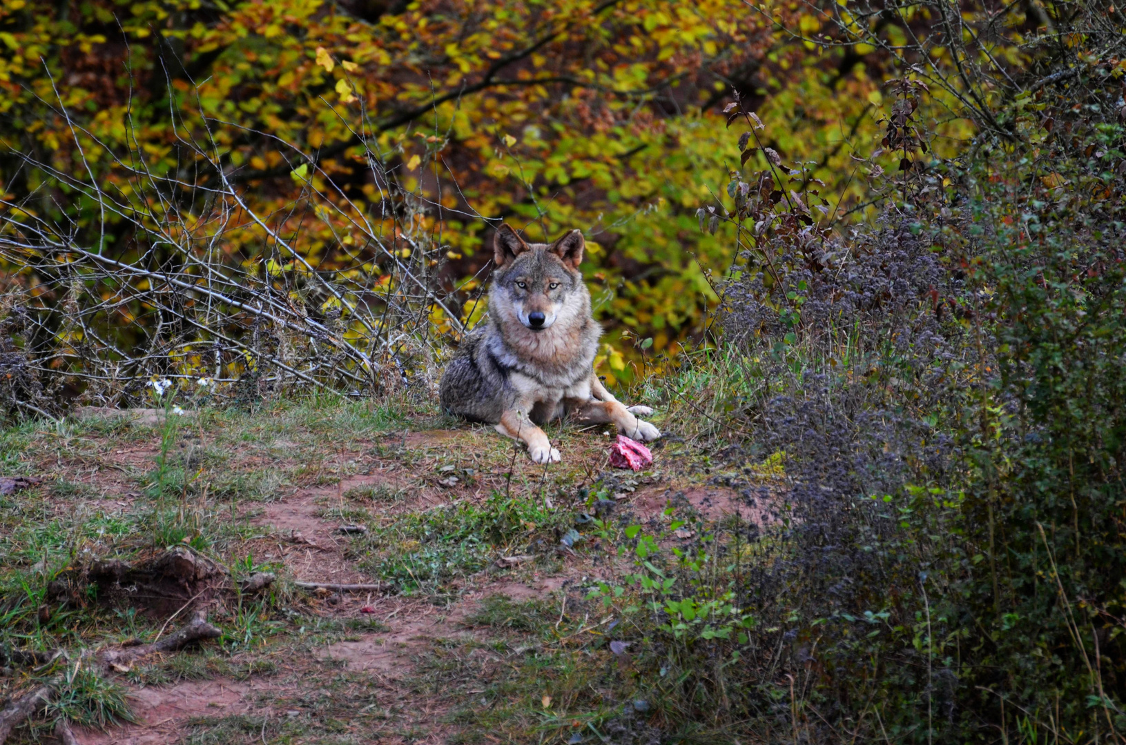 Wolfsfütterung