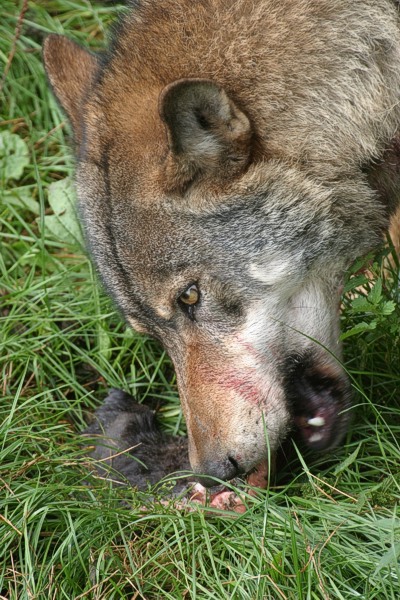 Wolfsfütterung