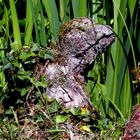 ...Wolfsgarten 2014...05...Holz-Frosch...