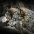 Wolfsgedanken