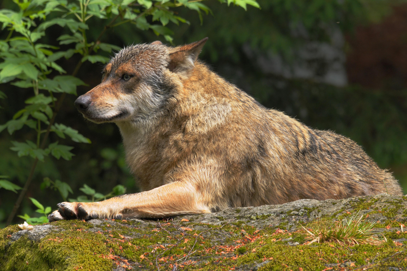 Wolfsgehege im Bayerischen Wald