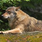 Wolfsgehege im Bayerischen Wald