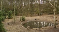 Wolfsgehege im Wildpark Schorfheide 2