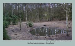 Wolfsgehege im Wildpark Schorfheide