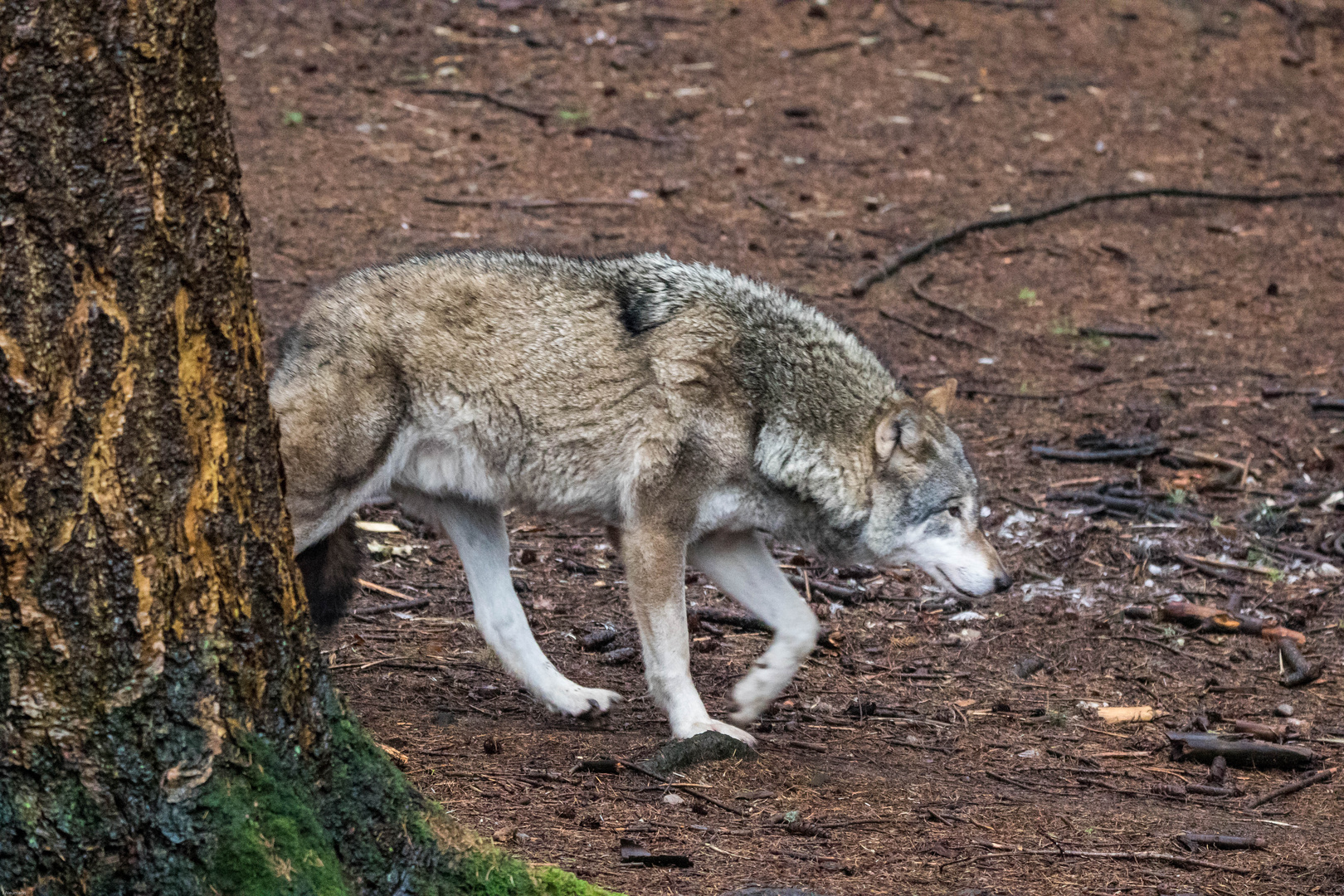 Wolfsgehege Zoo Wingst