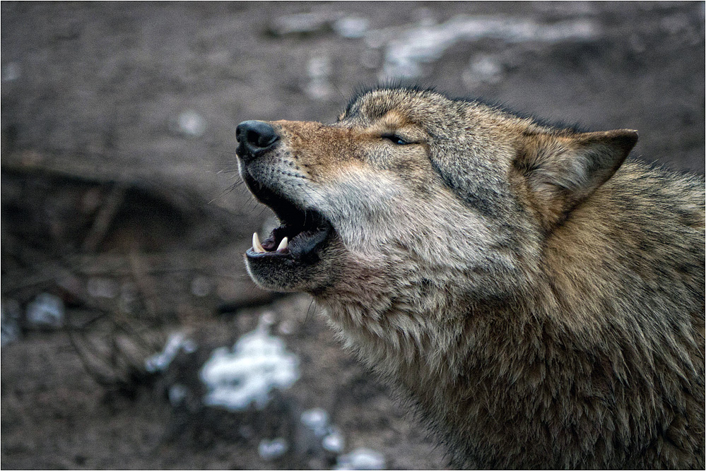 Wolfsgeheul..